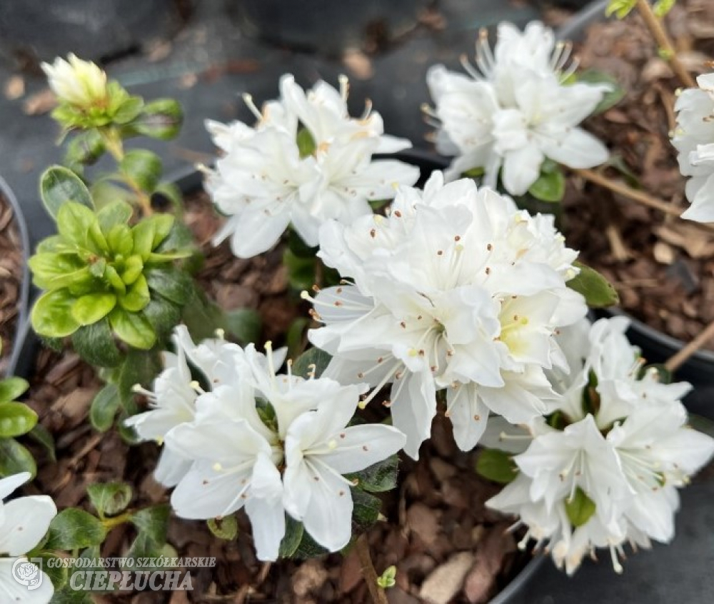 Азалия японская Кермесина Альба